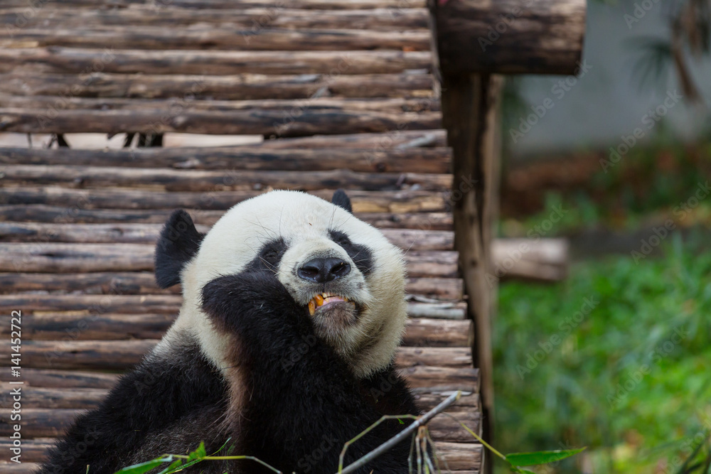 Panda Panda