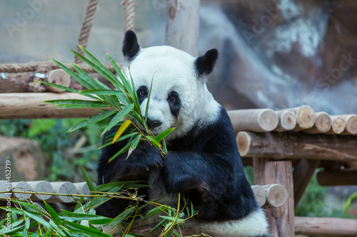 Fototapeta Naklejka Na Ścianę i Meble -  Panda