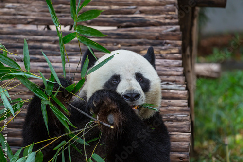 Fototapeta Naklejka Na Ścianę i Meble -  Panda