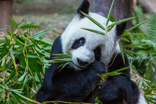 Fototapeta Naklejka Na Ścianę i Meble -  Panda