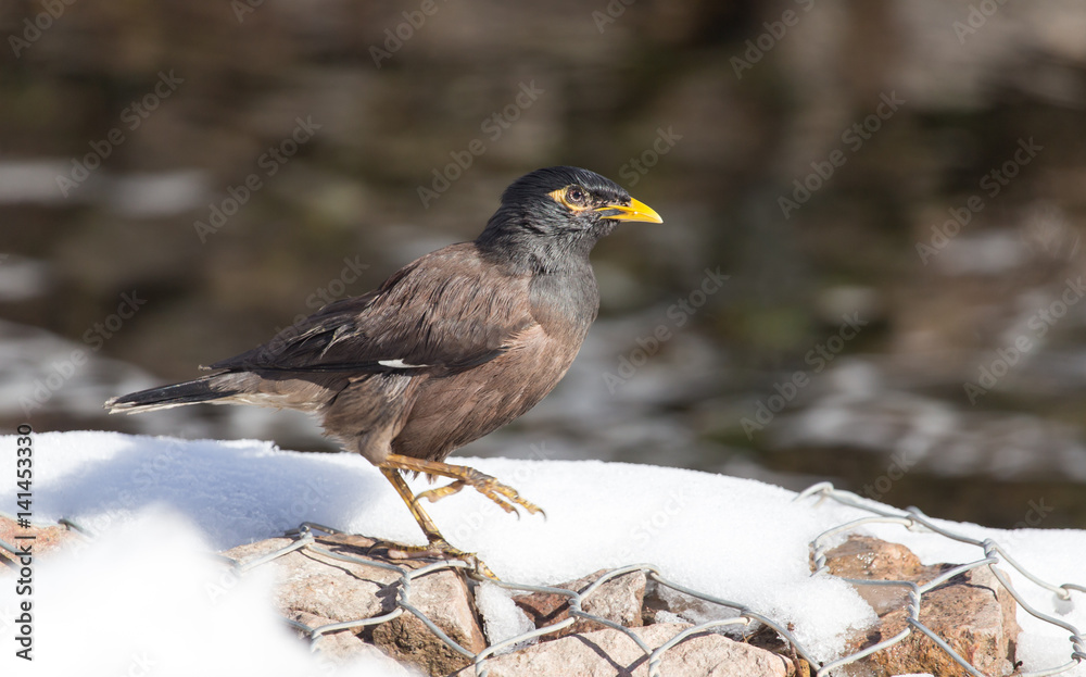 Starling on the ground in winter Starling on the ground in winter