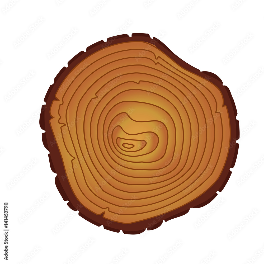 Fototapeta premium Annual tree rings. Saw cut trunk.