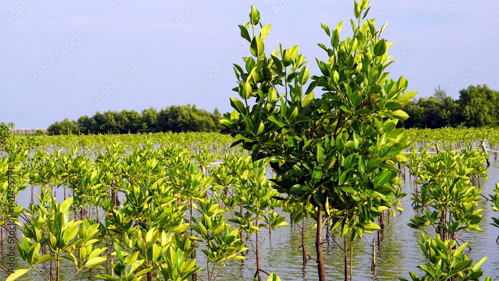 Mangrove forest in  tropical coastal. Mangroves are salt tolerant trees and are adapted to life in harsh coastal conditions.