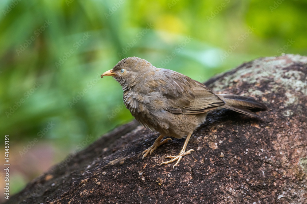 Yellow-billed babbler sitting on a rock Yellow-billed babbler sitting on a rock