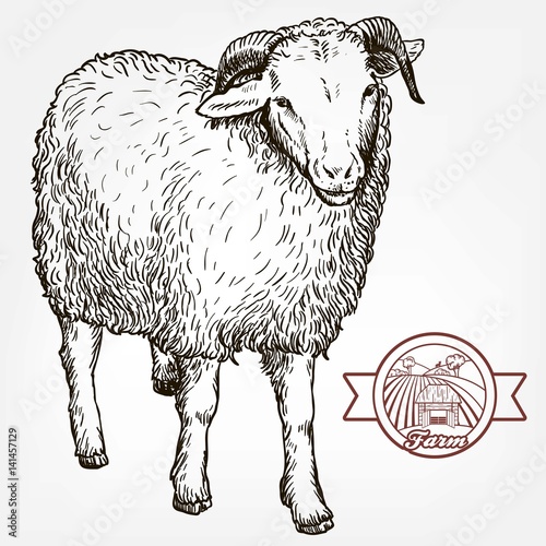 sketch of sheep drawn by hand. animal husbandry