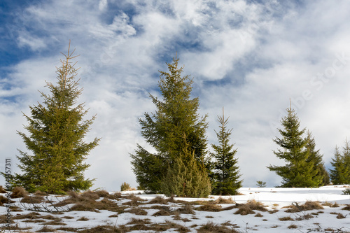 Snow covered fir trees in mountains.