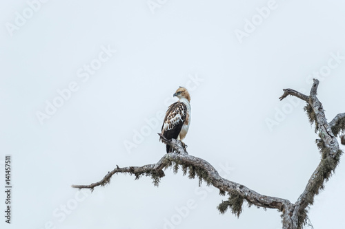 Сrested Hawk Eagle (Ceylon Hawk Eagle, Spizaetus cirrhatus ceylanensis) perched on a tree branch