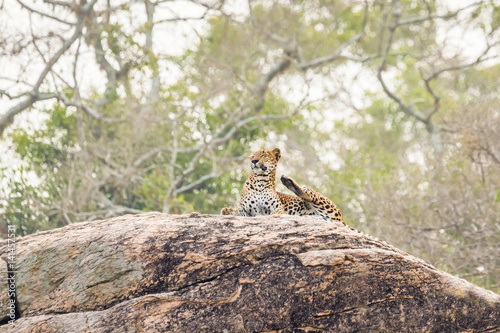 Sri Lankan leopard (Panthera pardus kotiya), lying on a rock. Yala national park, Sri Lanka. © Anna