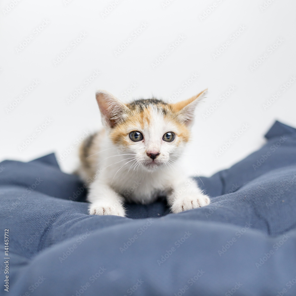 Cute shorthair cat kitten