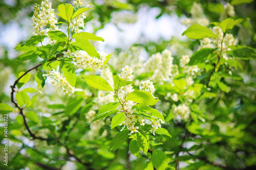 background of blooming trees of cherry. Flowers. Selective focus.  photo