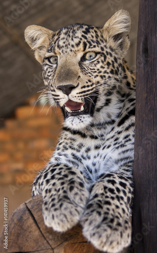 Leopard cub - cuteness 