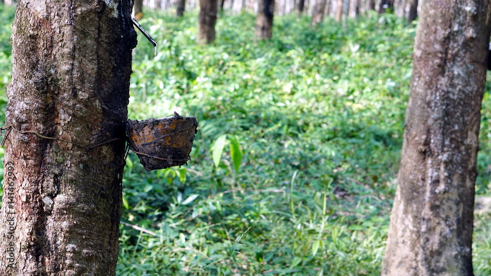 Raw latex rubber in the rubber trees garden. The large plantation area. Raw latex rubber in the rubber trees garden. The large plantation area.