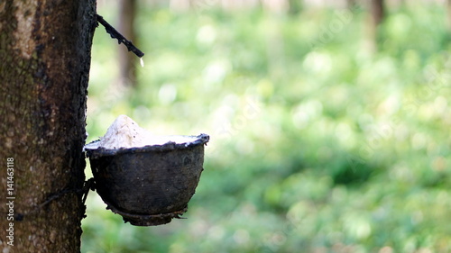 Raw latex rubber in the rubber trees garden. The large plantation area.