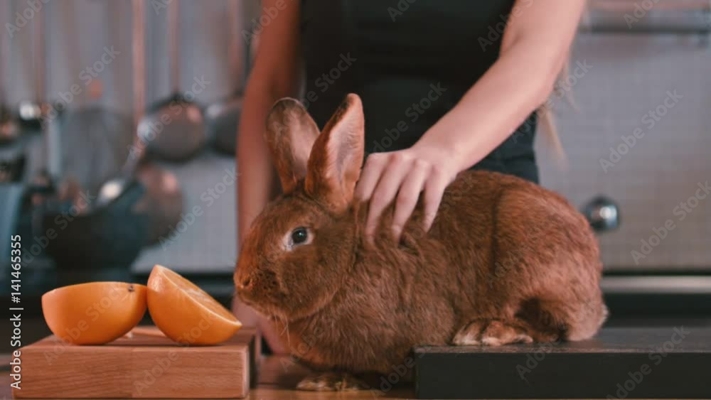 Woman's hand stroking rabbit between ears. Female stroking rabbit on kitchen table. Brown rabbit sniffing orange fruit. Shy animal. Lapin and fruit on kitchen. Brown bunny
