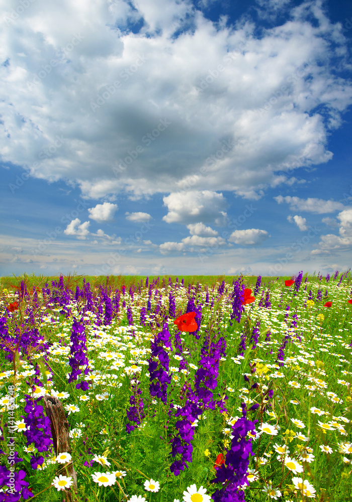 Fototapeta premium Summer wildflowers and clouds