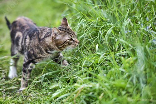 Cat of marble color walking in the countryside photo