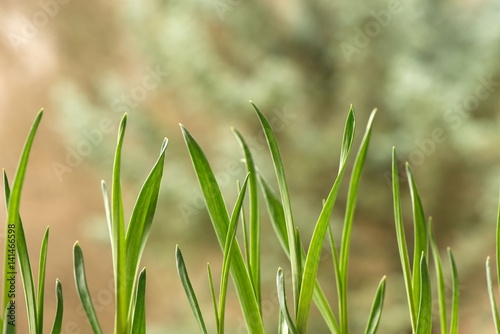 Closeup of young garlic plants growing in spring in the garden © sosnovskaya