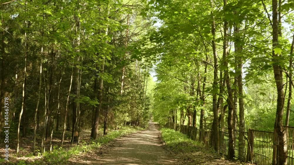 Trail in the park. Smooth and slow steady cam shot. Clean and bright daytime Trail in the park. Smooth and slow steady cam shot. Clean and bright daytime