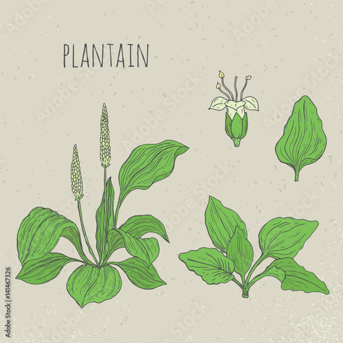 Plantain medical botanical isolated illustration