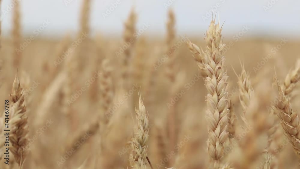 ears of wheat ears of wheat
