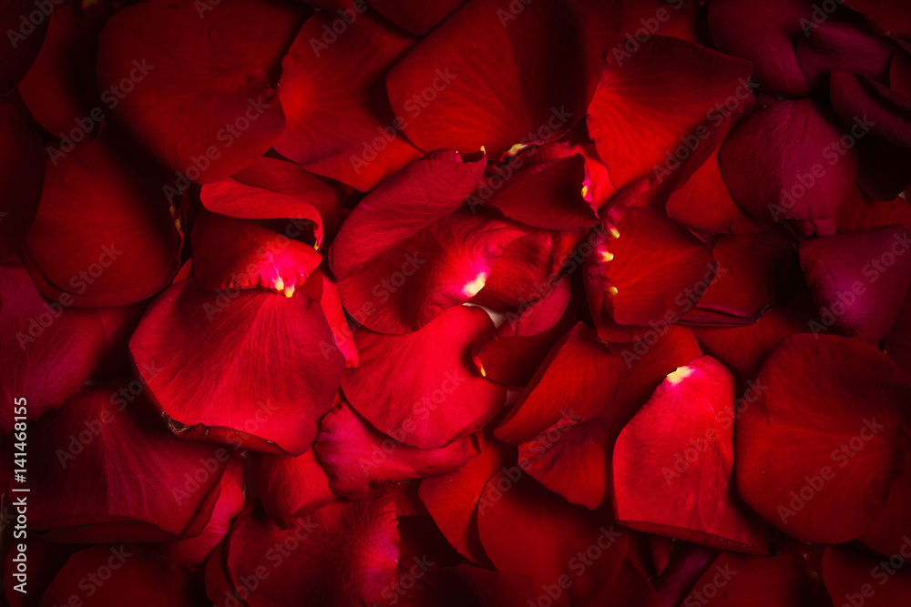 Naklejka premium Background of beautiful red rose petals close up macro