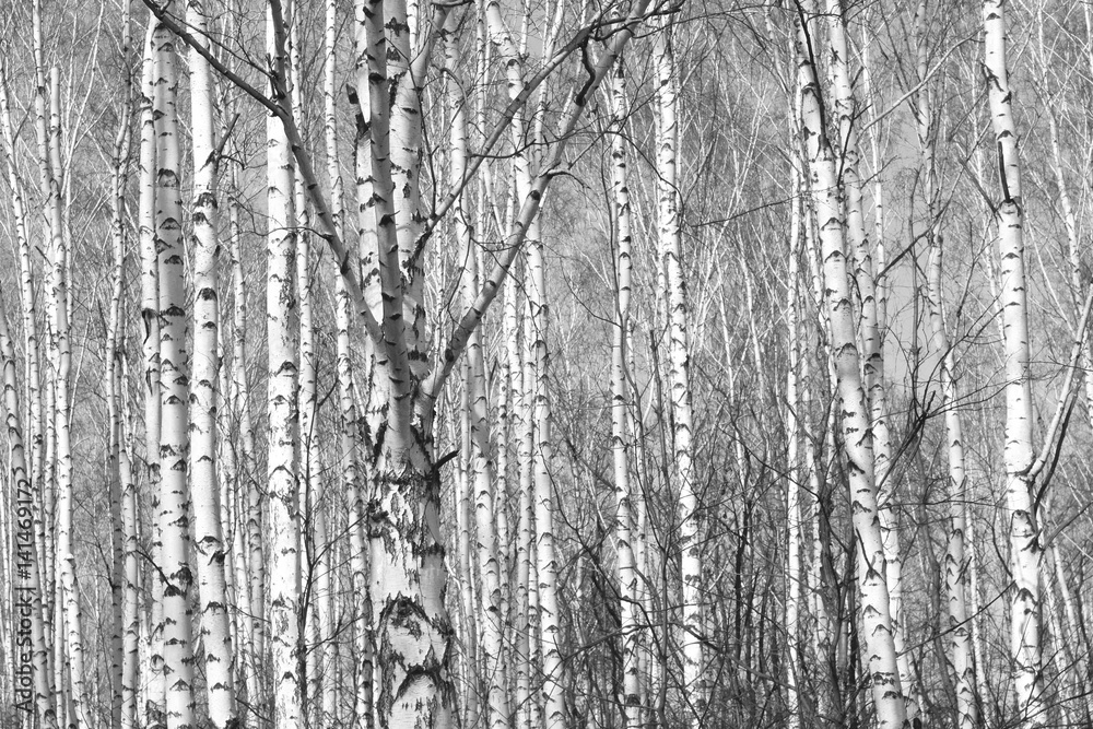 Fototapeta premium birch forest, black-white photo