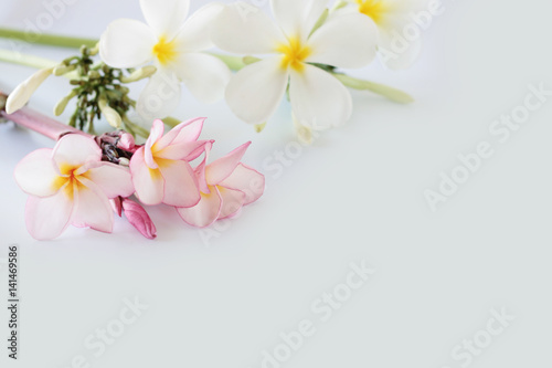 Beautiful plumeria flower on white background 
