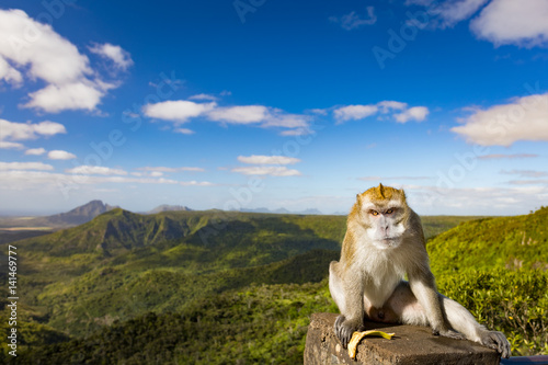 Monkey at the Gorges viewpoint. Mauritius. Panorama © Olga Khoroshunova