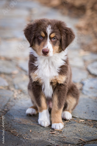 Mini Aussie