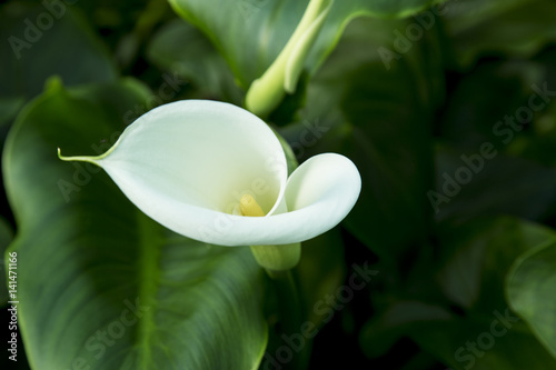 calla lily,many beautiful white flowers blooming in the garden in spring,arum lily,gold calla