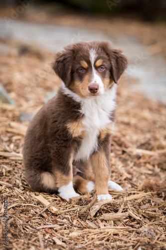 Mini Aussie