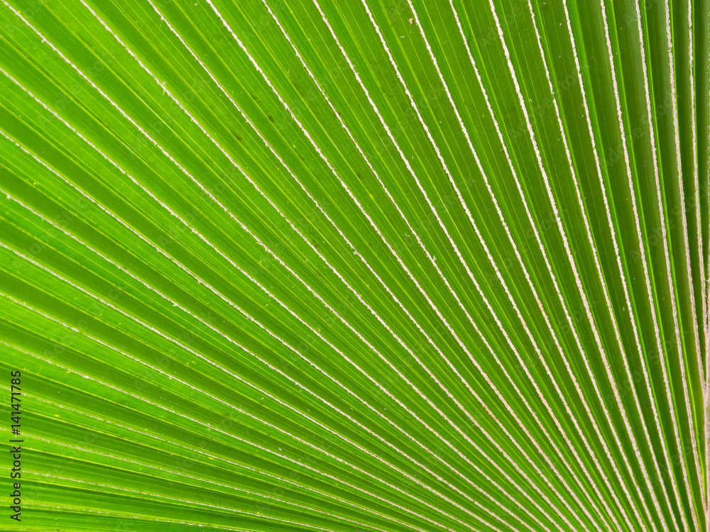 Obraz premium Palm leaves background