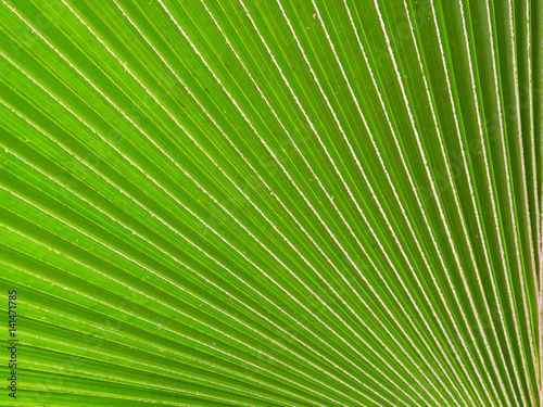 Palm leaves background