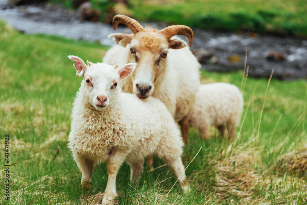 The Icelandic sheep. Fantastic views waterfall in the national park The Icelandic sheep. Fantastic views waterfall in the national park
