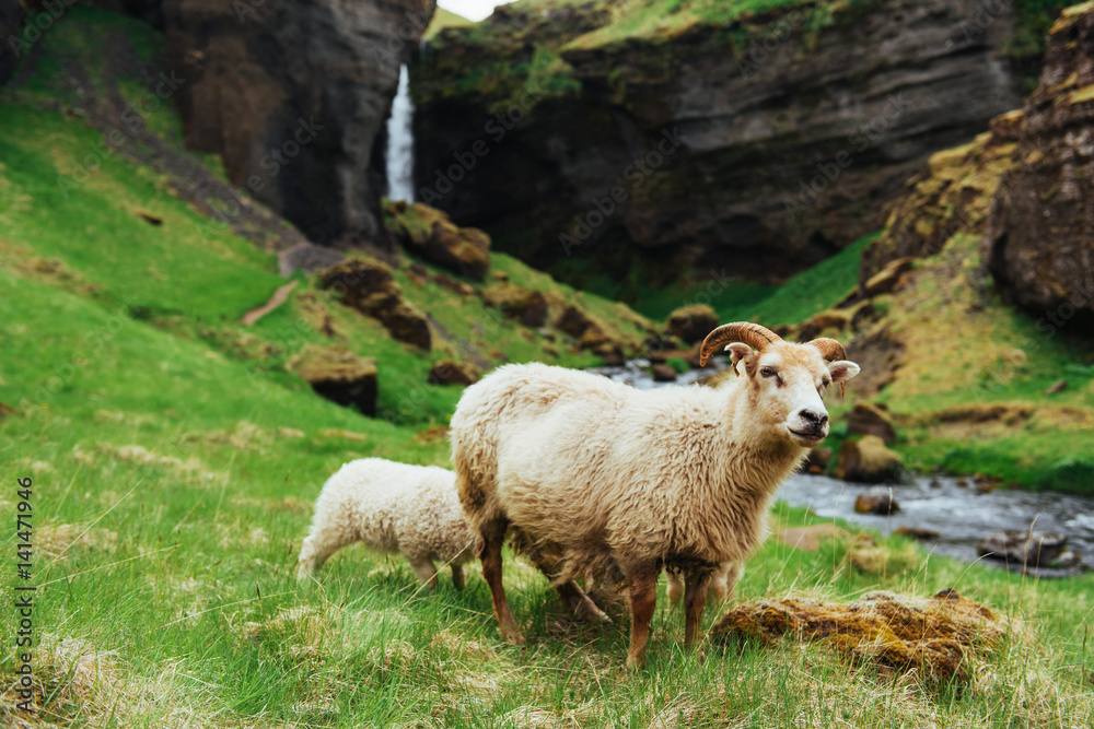 The Icelandic sheep. Fantastic views waterfall in the national park