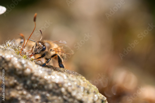 honeybees drinks water © Bettapoggi