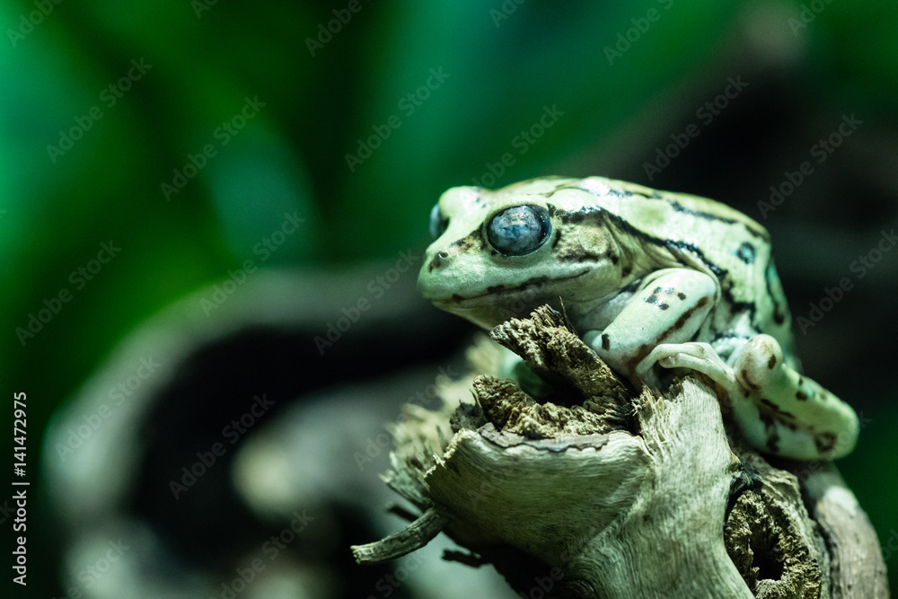 Fototapeta premium frosch