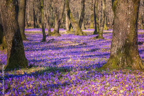 Purple flowers wild growing in the oak forest, crocus or saffron nature landscape, early spring in Europe