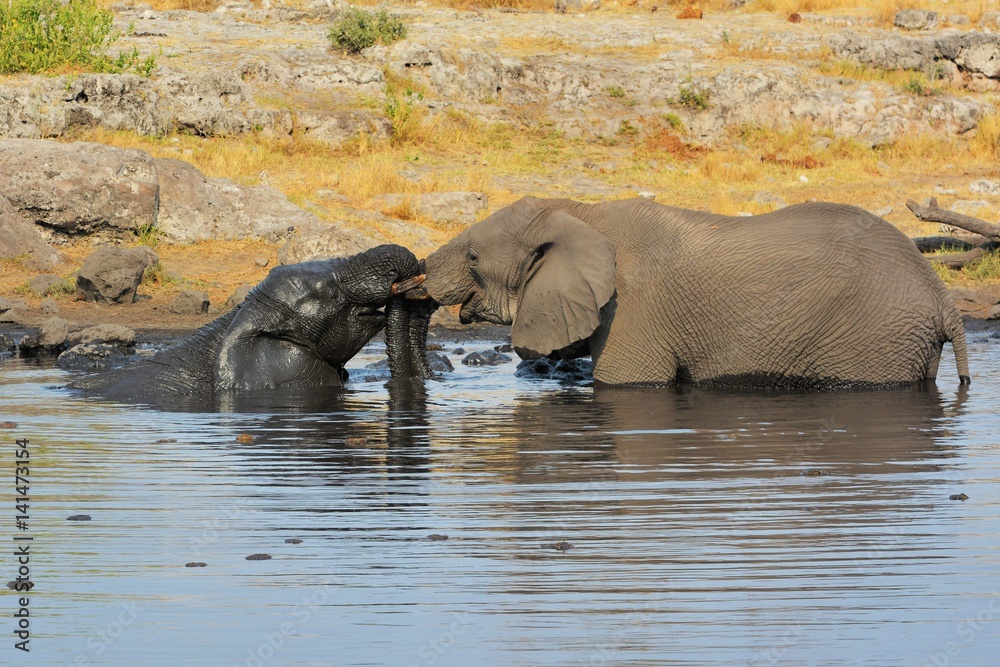 Elefanten baden im Wasserloch (Etosha Nationalpark) Elefanten baden im Wasserloch (Etosha Nationalpark)