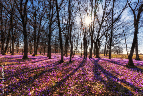 Sunny blossoming forest with a carpet of wild lilac crocus flowers, amazing landscape, early spring in Europe