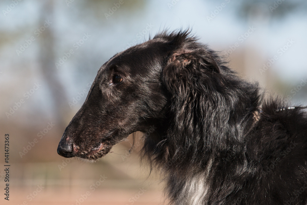 Barzoi Barzoi
