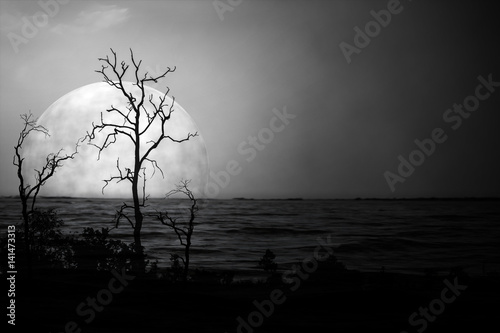 Trees dead on moon scary night shadow. © r_tee