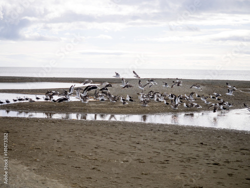 bay with seagulls,  Punta Arenas, Patagonia, Chile © vladislav333222