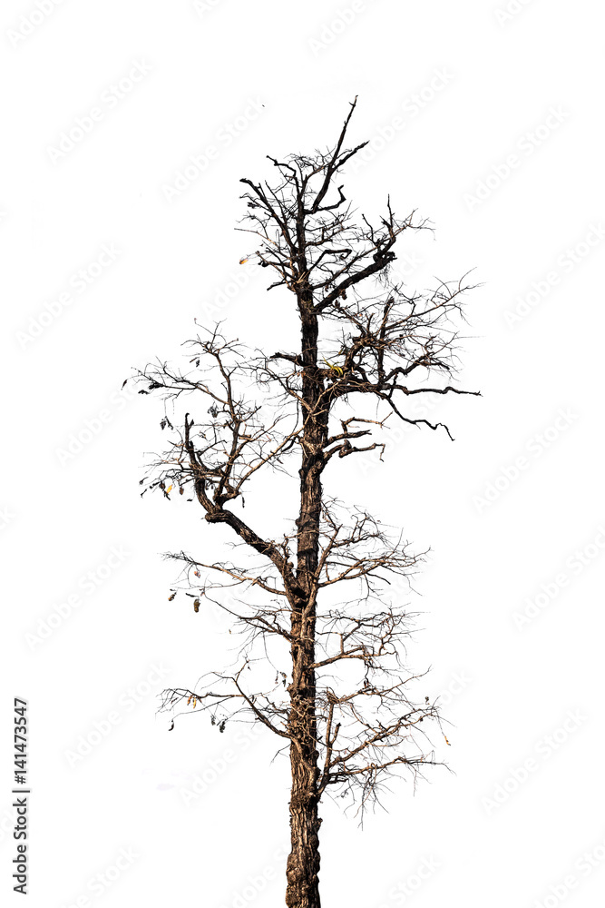 Trees isolated white background. Trees isolated white background.