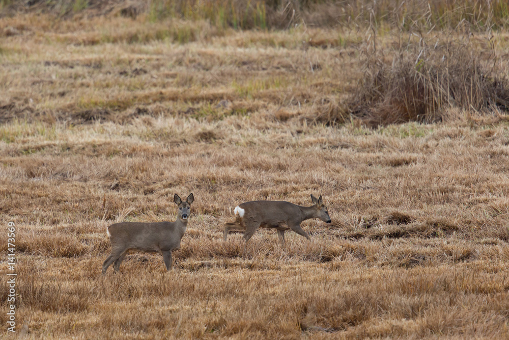 two roe deers standing in meadow