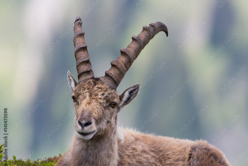 Portrait of a capricorn ibex lying in meadow