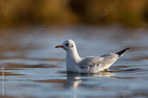 black-headed gull (Larus ridibundus) swimming on the water surface © Pascal Halder