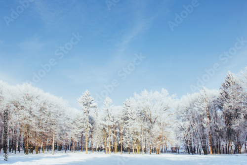 The tops of the trees in the snow. Frozen snow on trees. Frozen trees on a background of blue cloudy sky