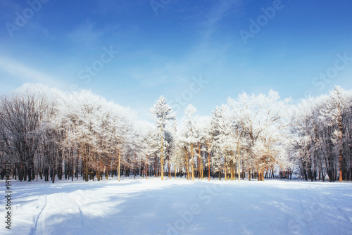 Trees in cold winter day and snow © standret