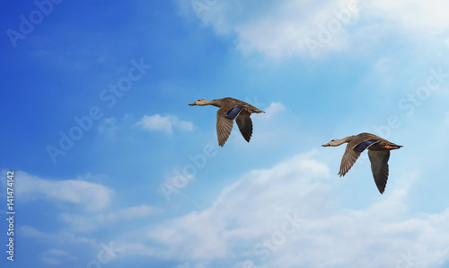 Birds in flight against blue spring sky